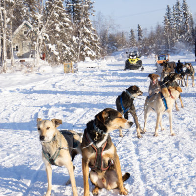 Dog Sledding 2