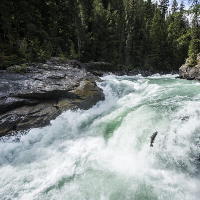 Kokanee Slamon in falls near Likely Credit Dest BC Blake Jorgenson