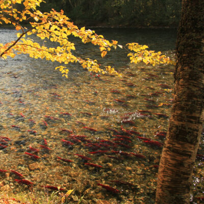 Salmon Run in Thompson Okanagan Credit Dest BC Chun Lee