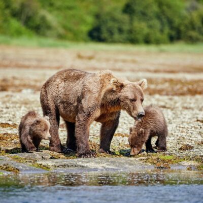 Kodiak Air Geo Harbour Kinak Bay Katmai NP Alaska Travel Hurtigruten HGR 145305 1920 Photo Ashton Ray Hansen